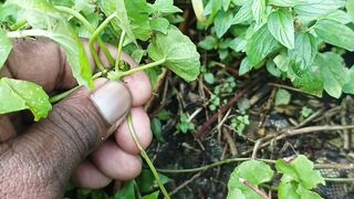 থাইকুনি গাছের ঔষুধী গুনাগুন