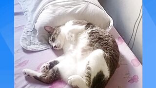 MEU QUERIDO GATO BRAIA ADAS