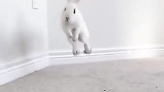 Funny rabbits jumping