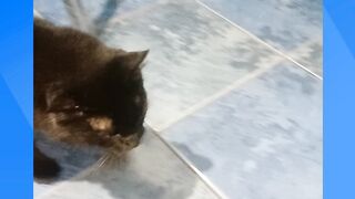 MINHA GATA MELTEM