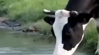 Vaca vs. cobra: luta pela sobrevivência! 🐮🐍 #shorts #luta