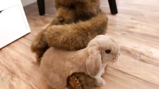 Cute bunny rabbit