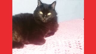 A MINHA PANTERA NEGRA MELTEM