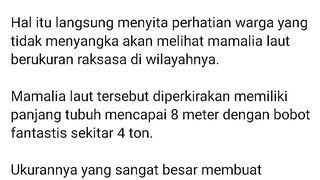 Paus laut terdampar di sungai