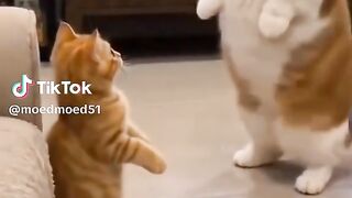 Funny cat 363
