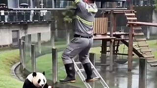 Cuteness of panda playing