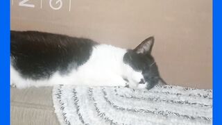MININA GATA JOLINA