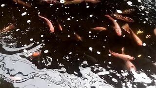Seeing fish in a busy and active pond