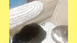 MEUS QUERIDOS GATOS