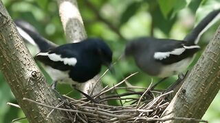 Kacer bird makes a nest