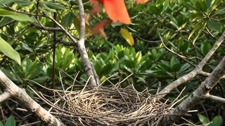 Watch a Scarlet Ibis Build Its Nest in 10 Seconds