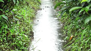 Rain ASMR