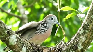 timelapse of turtle doves making nests