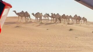 Desert Safari 🐫 Adventure in the Dunes