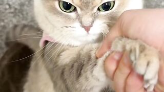 Esse gatinho é fofo demais! 🥹❤️