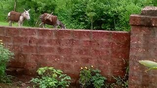 Donkey in India🐐🐐🐐