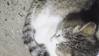The cat is very stylish.