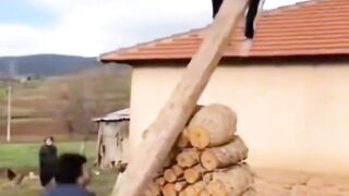 Funny videos