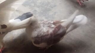 কবুতর 2