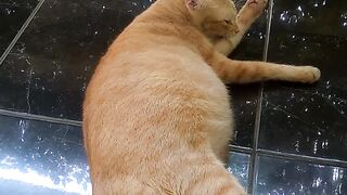 Orange Cat.