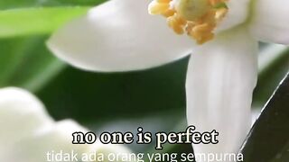 no one is perfect