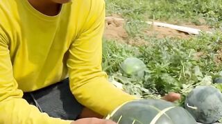 The freshness of eating watermelon straight from the farm.
