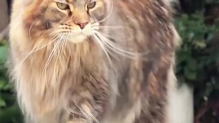 Cutest cat 4