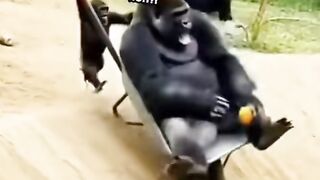Top Funny gorilla 🤣🤣