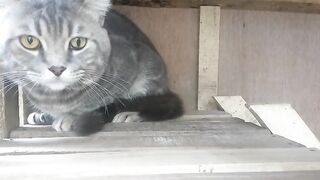 Bengal Cat 2