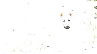 Wkwkw Dog Dancw🤣🤣