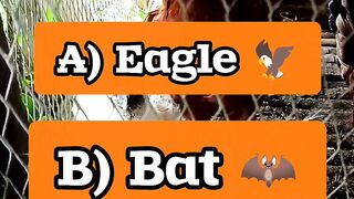 Can You Answer This? 99% Fail This Easy Animal Quiz! 🦉🦇