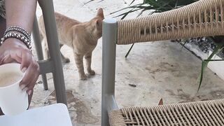 cat friends