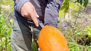Fresh seedless papaya