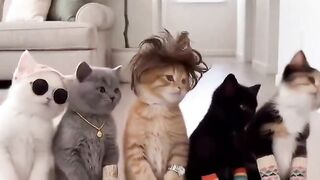 Funny Cat Moments That Will Make You Laugh! 😹 The Funniest Cat Ever! 😂🐱 Cute Cats Doing Hilarious Things! 😹
