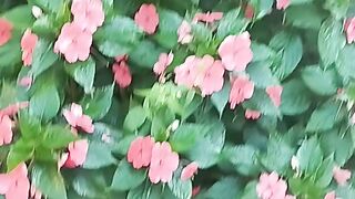 Um cantinho do meu jardim depois de tantas chuvas