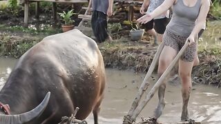 A girl is plowing a rice field with a buffalo