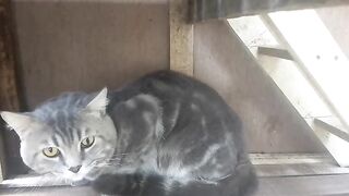 Bengal Cat 1