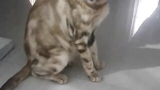 Bengal Cat Babo's Mother - Renggali