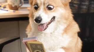 Corgi counting money 💰