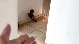Vídeos capiturado por cinegrafista
