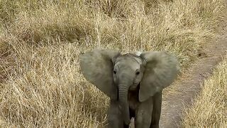 Real Life Baby Dumbo Showing Off His Catwalk! 😭✨