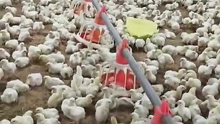 Beautiful chicks 5