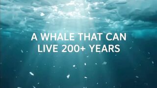 A Whale That Can Live for 200+ Years! 🐋❄️