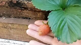 Pé de morango 2