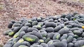 Vlog Lagi Panen Semangka