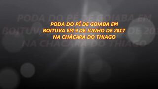 564 ) PODA DA GOAIBEIRA DE UM ANO BOITUVA SP