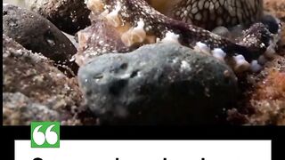 Why Do Octopuses Have Three Hearts