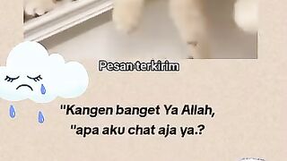 Kucing lucu imut
