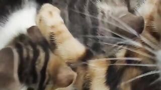 Bengal Cat Big Milk