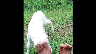 BABY GOAT BANTENGAN